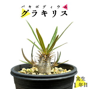 pL|fBE OLX 1N 2.5 򍪐A R[fNbX ۉ{ ϗtA lC LE`NgE pL|fBE Pachypodium gracilius