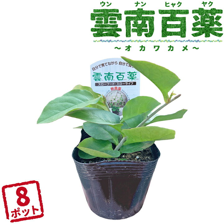 楽天市場 野菜苗 雲南百薬 うんなんひゃくやく おかわかめ ポット苗 3号ポット 8個 つるっぱ ミネラル豊富 緑のカーテン ツルムラサキ科 アカザカズラ属 つる性 植物 国分グリーンファーム 楽天市場 野菜苗 雲南百薬 うんなんひゃくやく おかわかめ ポット苗 3号ポット 8個 つるっぱ ミネラル豊富 緑のカーテン ツルムラサキ科 アカザカズラ属 つる性 植物 国分グリーンファーム