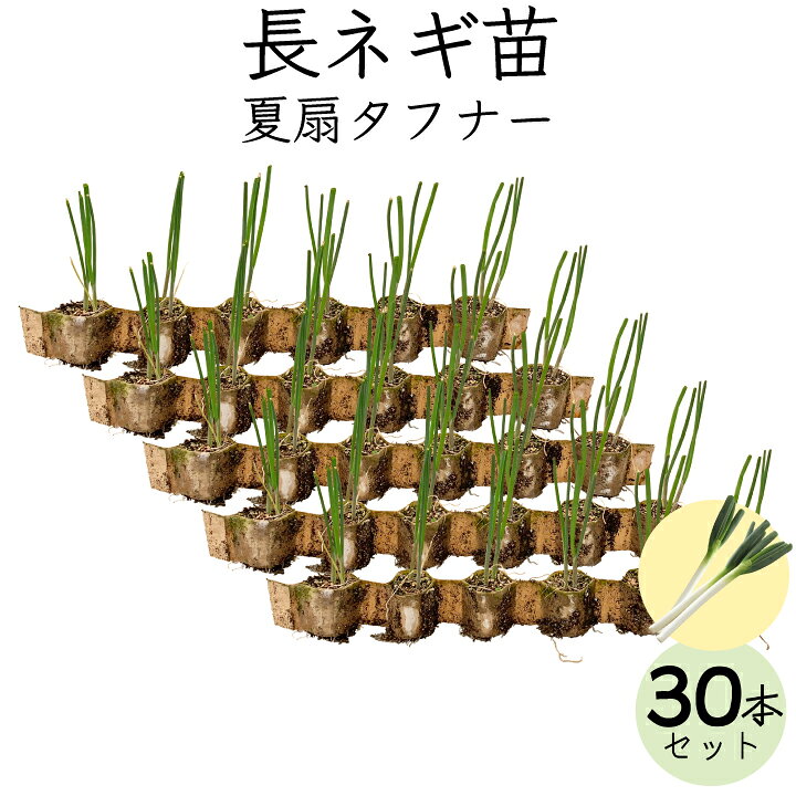 楽天市場】【送料無料】ネギ苗 夏扇タフナー 30個セット お家で野菜を 