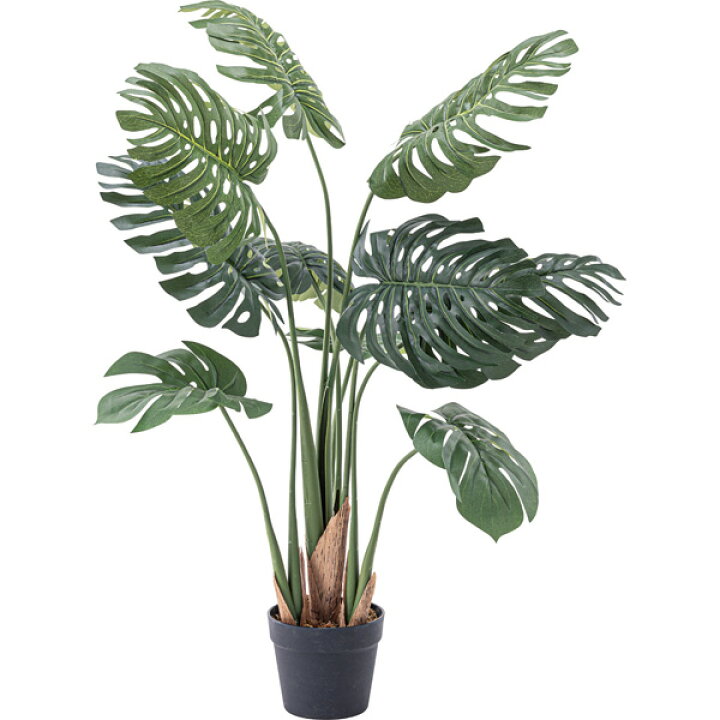 楽天市場 フェイクグリーン モンステラ 観葉植物 植物 緑 グリーン 癒し 植木 おしゃれ ガーデニング ガーデン カフェ リビング プランター ギフト プレゼント ギフト 贈り物 モダン オフィス 居間 会社 枯れない 簡単 手入れ 人気 大きめ 樹木 造花 飾り 植木鉢別売り