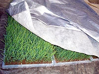 シルバーホッカ 期間限定お試し価格 新作製品 世界最高品質人気 2.3×25ｍ 水稲育苗用保温シート