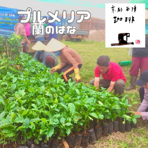 IXyvAz200g[֑IX eBsJ g uhR[q[ ܂  tFAg[h  ܂₩  uhR[q[ɎdオĂ܂ _