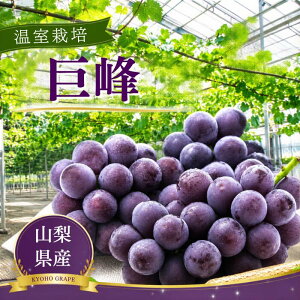 �y ���E�_�ƈ�Y �z�R���� ���� ���� �햳�� ���� �Ԃǂ� �y �u�h�E�̉��l �z�y YUM NOSH �z�y �Z�� �z�y �Â��Ă������� �z�y �嗱 �z�y ��i�ȊÂ� �z���Ԍ��� �Y�n���� ��������