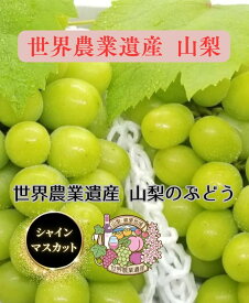 【8月下旬頃より発送】【 世界農業遺産 認定 】 山梨県 シャインマスカット 約2kg ( 3〜5房) 種なし 皮ごと食べられる 【 贅沢なひととき 】 【 YUM NOSH 】糖度18度以上 おいしい ぶどう 特秀 高級 フルーツ 秋 ギフト 贈り物 贈答品 フルーツサンド 産地直送 送料無料