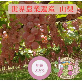 特撰 山梨県 甲州 4キロ箱入(8〜12房入り）【 世界農業遺産認定 】【 YUM NOSH 】【 産地直送 】【 ギフト 】【 素朴な味 】【 飽きない 】【 山梨の代表品種 】【 ご当地 】【 おすすめ 】【 9月下旬頃から発送 】