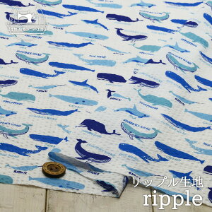 yAEgbgi /zCg×u[ 35cmJbgρz100bvn ʋCǂɂ܂ƂȂĂɂ߂̐n z (ce-2136)