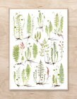 ポスター 北欧 草木の標本 アート NORWAY FERN ノルウェー シダ サイズ 50x70cm アート おしゃれ インテリア タペストリー 新生活 デザイン 部屋　模様替え ナチュラル 高級感 壁かけ 素材 北欧雑貨