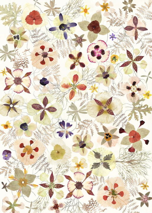 楽天市場 ポスター 北欧 草木の標本 アート Pansy パンジー 花 花畑 サイズ 50x70cm アート おしゃれ インテリア タペストリー 新生活 デザイン 部屋 模様替え ナチュラル 高級感 壁かけ 素材 北欧雑貨 ノッティング ワールド 輸入雑貨店 楽天市場 ポスター 北欧 草木の標本 アート Pansy パンジー 花 花畑 サイズ 50x70cm アート おしゃれ インテリア タペストリー 新生活 デザイン 部屋 模様替え ナチュラル 高級感 壁かけ 素材 北欧雑貨 ノッティング ワールド 輸入雑貨店