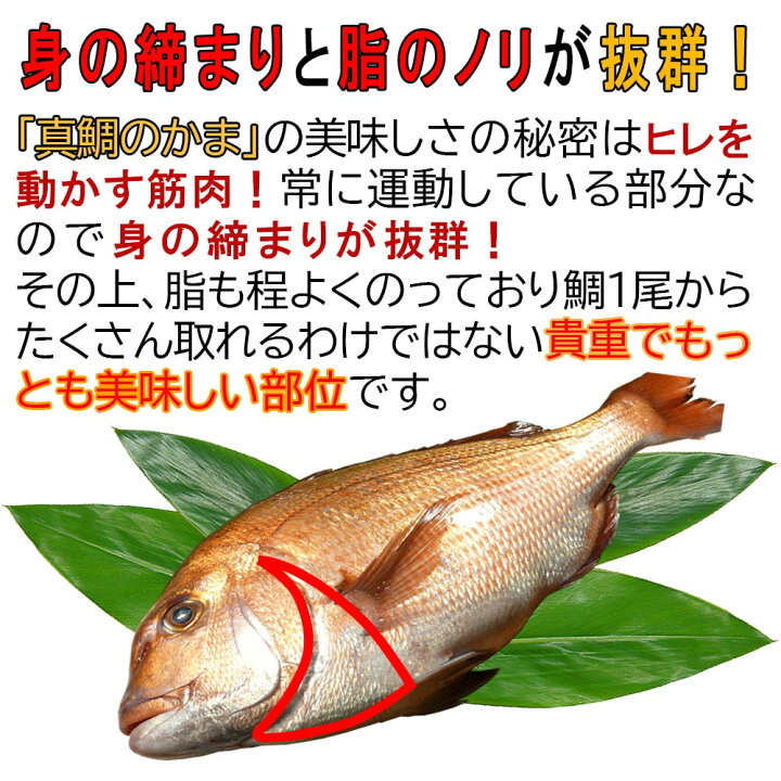 楽天市場 送料無料 煮つけ 塩焼き 真鯛のかま 500ｇパック 4 8個入り 冷凍 海援鯛 お茶漬け 朝ごはん 出汁 カマ おくいぞめ おくいはじめ 100日祝い かま あら 魚 甘い 焼き物 煮物 貴重部位 美味しい スペアリブ風 居酒屋 酒の肴 マダイ アラ 興洋フリーズ 高知