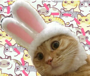 �y���������z�Ȃ肫�肤�������X�q�@�����݂݂������@�E�T�M�R�X�`���[���^�L�p�E�����^���p