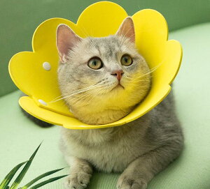 y[֑ΉzԂ̃\tgGUxXJ[y(CG[EsNEIWjySALEz