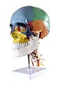 【中古】(未使用・未開封品)頭蓋骨模型 【実物大】 【配色】 【4分解】 - 3565