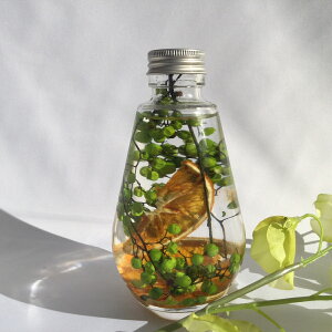 herbarium`v[gɖ̂ԁ`wn[oEt[xeBA[hbv{g@IWEO[n[oE t[G CeAG r KXr KXr t[c 