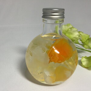 herbarium`v[gɖ̂ԁ`wn[oEt[x~jEh{g@[YECG[n[oE t[G r KXr KXrF o KN AWTC 