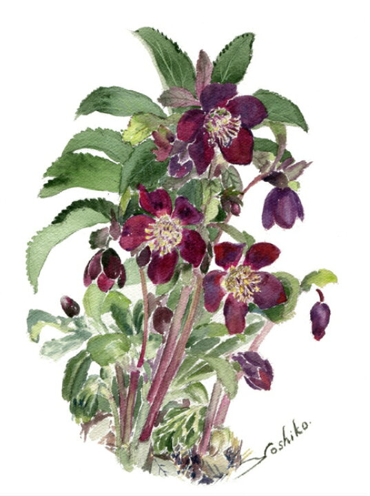 楽天市場 水彩画 原画 思い出のクリスマスローズ 2 小林美子 絵画 額入り 花 インテリア 販売 花の絵 植物画 ボタニカルアート 絵 水彩 額絵 壁掛け 玄関 リビング おしゃれ クリスマスローズ 紫 パープル かわいい 癒し アート アートパネル インテリアアートパネル