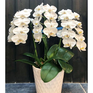 y[J[i(s)zTreeM spot J`kunugi`@~jӒ@mԌa7cm 27ֈȏ(Q)n1oEJXEJƁEEiȂǂ̂jɁt[MtgiR`Ej(