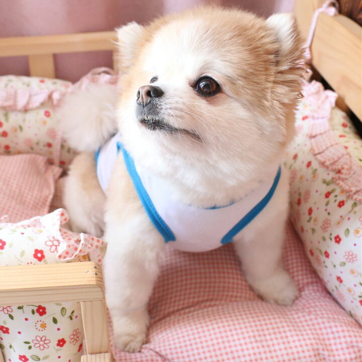 楽天市場 送料無料 ペット用 犬用 洋服 ドッグウエア タンクトップ プルオーバー ノースリーブ イラスト ユニーク 水着 マッスル 筋肉 面白い 面白イラスト バイピング ベスト 袖なし ドッグウェア かわいい おしゃれ 犬服 春夏秋 小型犬 中型犬 Xs S Dolcissimo