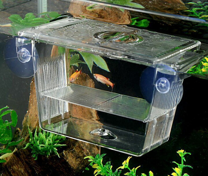 楽天市場 送料無料 産卵ケース 隔離ケース 繁殖隔離ボックス 水槽用隔離用品 飼育ボックス 育成ケース 吸盤 くっつく 熱帯魚 鑑賞魚 金魚 透明 クリア アクアリウム用品 ペットグッズ Dolcissimo