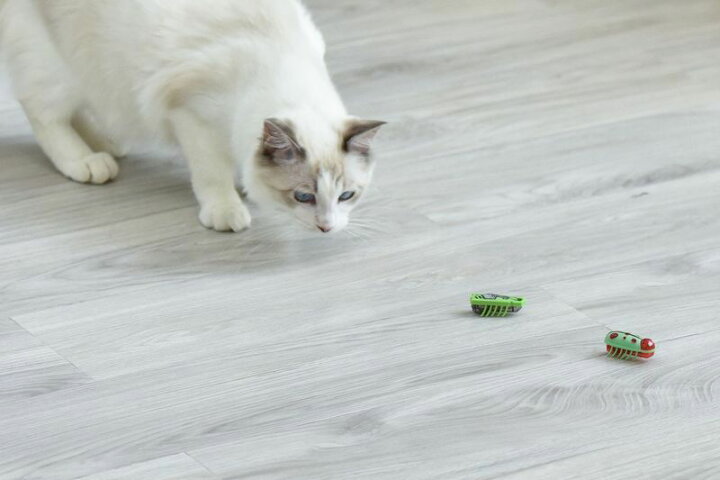 楽天市場 送料無料 猫用おもちゃ 電池式 動く てんとう虫 自動回転 運動不足解消 ストレス発散 トーイ 玩具 ペット用品 電動虫 ミニサイズ ネコ用 遊び道具 ペットグッズ 室内遊具 ねこ Dolcissimo