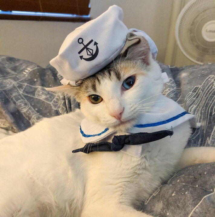 楽天市場 送料無料 ペットウエア 犬 猫 ウサギ 帽子 セーラーカラー マリン コスプレ 仮装小物 ドッグウエア キャットウエア ハロウィン イベント 水兵さん 海軍風 セット かぶり物 襟飾り ペット用品 わんちゃん ねこちゃん Dolcissimo 楽天市場 送料無料 ペットウエア 犬 猫 ウサギ 帽子 セーラーカラー マリン コスプレ 仮装小物 ドッグウエア キャットウエア ハロウィン イベント 水兵さん 海軍風 セット かぶり物 襟飾り ペット用品 わんちゃん ねこちゃん Dolcissimo
