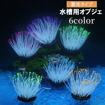楽天市場】サンゴイソギンチャク（熱帯魚・アクアリウム｜ペット 