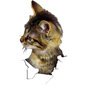  EH[XebJ[ ǃXebJ[ ǎV[ V[ V[ L Lbg qL 3D gbNA[g ܂G CeAG DIY ͗lւ v`tH[ \tȒP C