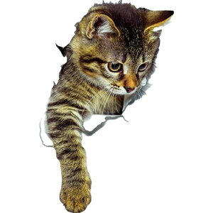  EH[XebJ[ ǃXebJ[ ǎV[ V[ V[ L Lbg qL 3D gbNA[g ܂G CeAG DIY ͗lւ v`tH[ \tȒP C