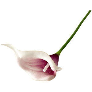   tFCNt[ lH lHt[  t[ ԑ  CeA t[AWg  ꂢ 킢