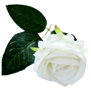   tFCNt[ Pi 1{ o t[AWg A[eBtBVt[ A[gtA[ ԏ  CeAG tHg ʐ^Be ̓ v[g Mt