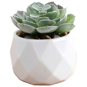 �������� �t�F�C�N�O���[�� ���� �C���e���A�G�� �u�� �������� �������� �����A�� ���^ ������ ���p �O���[�� �s���N �C�G���[ ���� �L���[�g ������� �i�`������ �{�^�j�J��