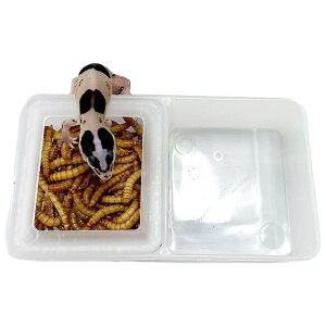  GT a  ঒ޗp ޗp GTM aM t[hgC EH[^[fBbV J gJQ  JI