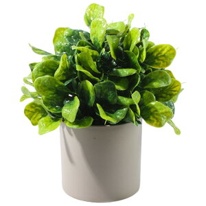  lHϗtA tFCNO[ A  K[fjOpi u Aؔ ~j  킢  CeA RpNg ͂Ȃ