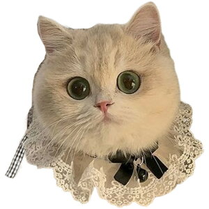  ybgpX^C p Lp 悾ꂩ `[J[ ANZT[  t [X MK`FbN 킢  LbgEFA