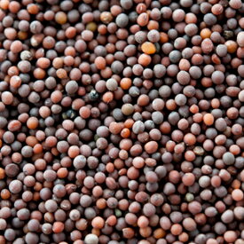 ブラウンマスタードシード 10kg,業務用,神戸スパイス,Brown Mustard Seeds,原型,マスタード,シード,芥子,からし,インド,スペイン,中華,イタリア,スパイス,ハーブ,調味料,