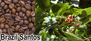 yuWTgX100gz M[R[q[ R[q[ 蓤 Mtg 蕨 v[g p