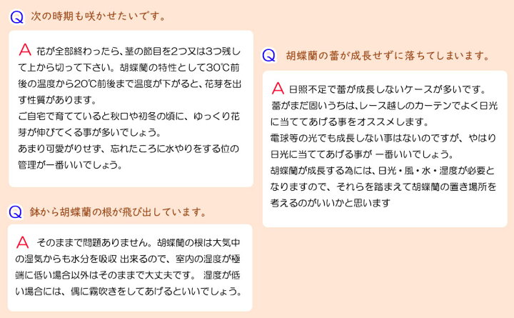 楽天市場 ミニ胡蝶蘭 ミディ胡蝶蘭 胡蝶蘭 ミニ 胡蝶蘭 ミディ 胡蝶蘭 ギフト マイクロ胡蝶蘭 小さい お花 オーキッドタンブラースリム チュンリー 2本立 ピンク プレゼント お歳暮 お祝い 贈り物 お中元 父の日ギフト 御供え お供え 法要 お盆 御供え花 人形広場