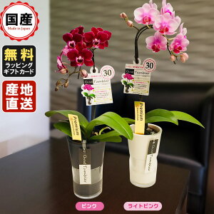 鉢植え 生花の人気商品 通販 価格比較 価格 Com