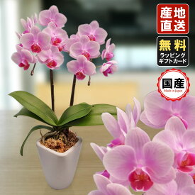 楽天市場 ミニ胡蝶蘭 ギフトの通販