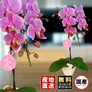 ミニ胡蝶蘭 ミディ胡蝶蘭 胡蝶蘭 ミニ 胡蝶蘭 ミディ 胡蝶蘭 ギフト マイクロ胡蝶蘭 小さい お花 3号鉢 2本立 ピンク01 プレゼント 敬老の日 敬老の日 プレゼント 開店祝い 母の日 お祝い 贈り