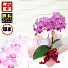 楽天市場 敬老の日プレゼント ギフト特集 おじいちゃん おばあちゃんが敬老の日に貰ったら嬉しいギフトbest5
