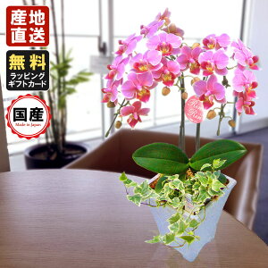 ~jӒ ~fBӒ Ӓ ~j Ӓ ~fB Ӓ }CN  Mtg  5 2{ ϗt sN v[g hV̓ hV̓ v[g JXj ̓ 蕨 