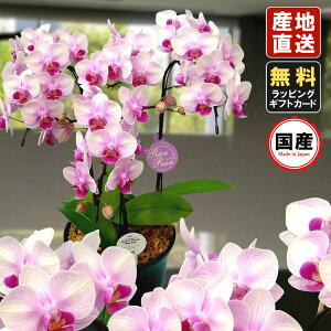 生花 胡蝶蘭 ピンク 生花の人気商品 通販 価格比較 価格 Com