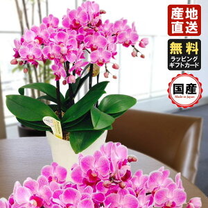 ~jӒ ~fBӒ Ӓ ~j Ӓ ~fB Ӓ }CN  Mtg  6 5{ sN01 v[g hV̓ hV̓ v[g j ̓ 蕨  ̓