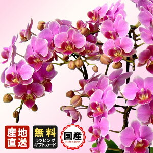 ~jӒ ~fBӒ Ӓ ~j Ӓ ~fB Ӓ  Mtg }CNӒ 7 5{ sN v[g hV̓ hV̓ v[g JXj ̓ 蕨  