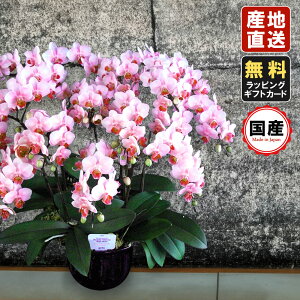 ~jӒ ~fBӒ Ӓ ~j Ӓ ~fB Ӓ }CN  Mtg  10 10{ CgsN v[g hV̓ hV̓ v[g JXj ̓ 蕨 