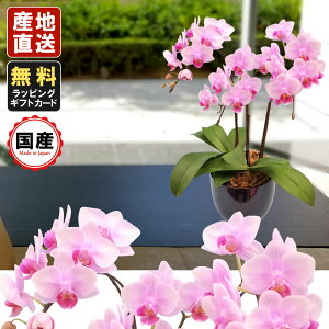 ~jӒ ~fBӒ Ӓ ~j Ӓ ~fB Ӓ  Mtg }CNӒ 4.5 3{ sN v[g hV̓ hV̓ v[g JXj ̓ 蕨  