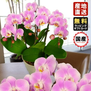 ~jӒ ~fBӒ Ӓ ~j Ӓ ~fB Ӓ }CN  Mtg  5.5 3{ sN v[g hV̓ hV̓ v[g JXj ̓ 蕨  