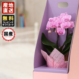生花 胡蝶蘭 ミニ ピンクの人気商品 通販 価格比較 価格 Com