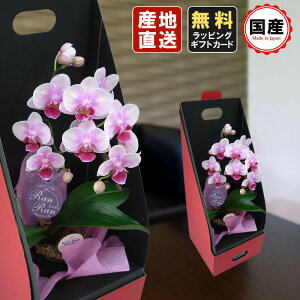 生花 胡蝶蘭 ピンクの人気商品 通販 価格比較 価格 Com