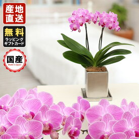 楽天市場 胡蝶蘭 マイクロの通販